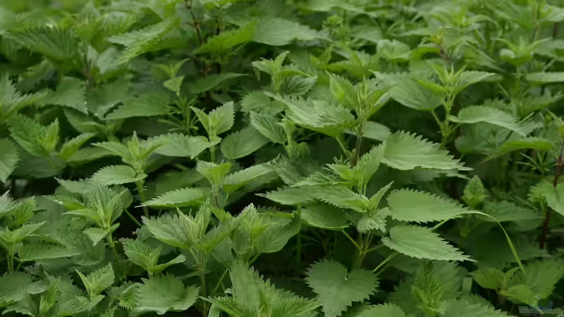 Blog: Brennnesseltee aus eigenem Anbau - Vom wilden Kraut zum wertvollen Gartenschatz (7714)