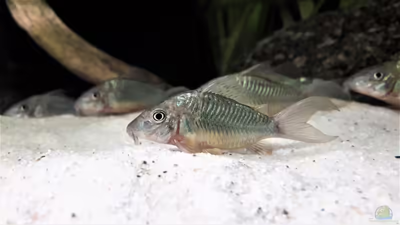 Blog: Brochis oder Corydoras: Neuzuordnung einzelner Arten (7685)