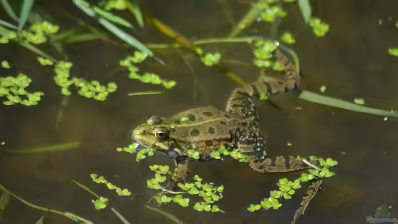 Blog: Brunnenkresse - Schärfe aus klarem Wasser (6881)