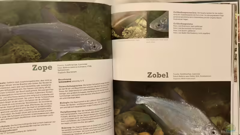 Blog: Buch-Vorstellung ???Fische, Krebse & Muscheln in heimischen Seen und Flüssen??? (5463)