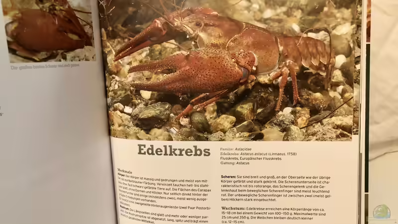 Blog: Buch-Vorstellung ???Fische, Krebse & Muscheln in heimischen Seen und Flüssen??? (5463)