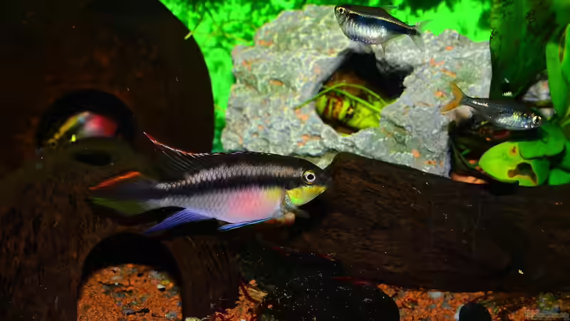 Blog: Buntbarsche aus Westafrika - faszinierende Vielfalt für das Aquarium (7558)
