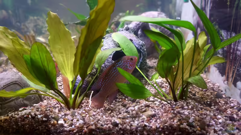 Blog: Buntbarsche aus Westafrika - faszinierende Vielfalt für das Aquarium (7558)