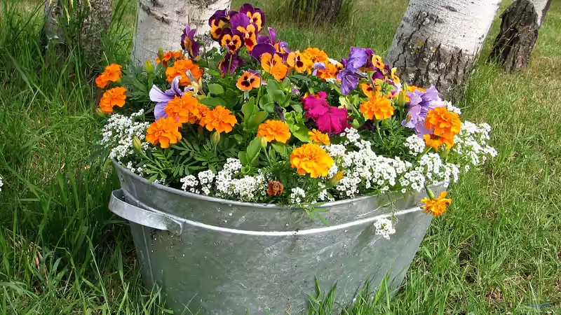 Blog: Bunter Frühling: Frühblüher im Garten (6766)