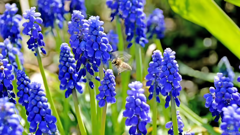 Blog: Bunter Frühling: Frühblüher im Garten (6766)