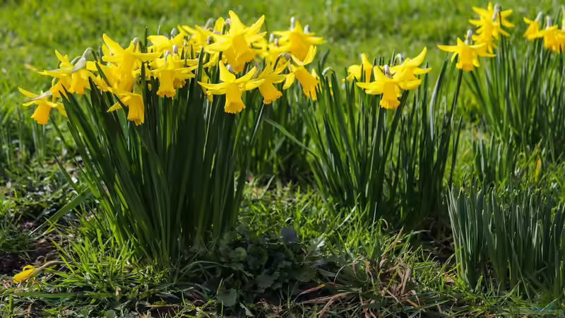 Blog: Bunter Frühling: Frühblüher im Garten (6766)