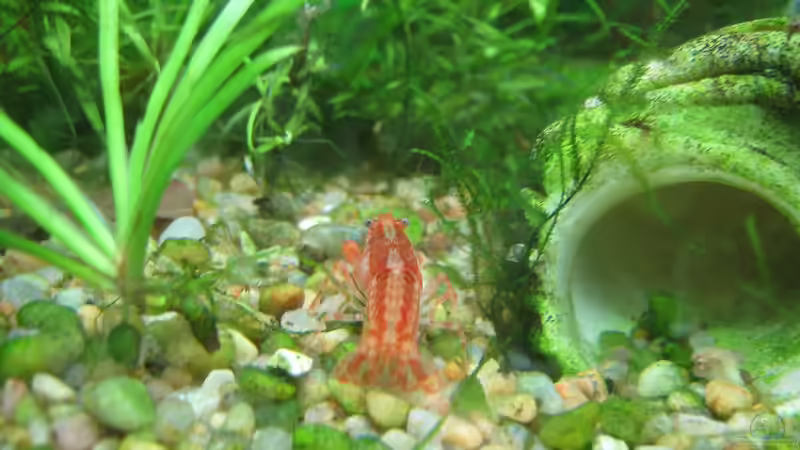 Blog: Cambarellus patzcuarensis orange (CPO) - Sind die Krebse für Anfänger geeignet? (7202)