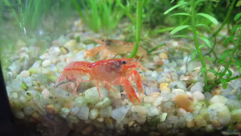 Blog: Cambarellus patzcuarensis orange (CPO) - Sind die Krebse für Anfänger geeignet? (7202)