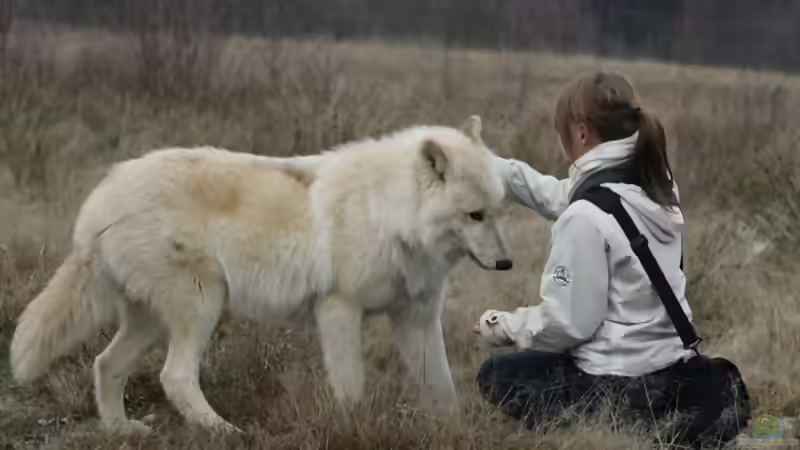Blog: Canis Lupus - die kleinen Unterschiede (3251)