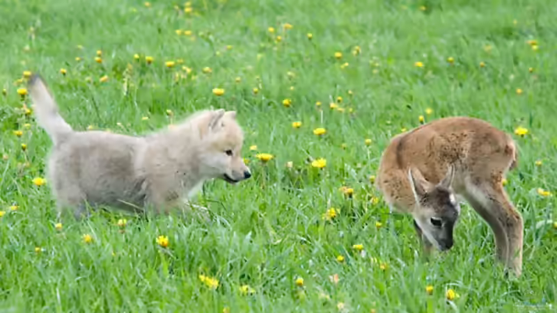 Blog: Canis Lupus - die kleinen Unterschiede (3251)