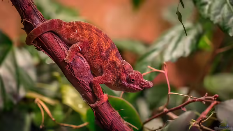 Blog: Chamäleonhaltung: Alles, was du über die Pflege dieser faszinierenden Reptilien wissen musst (7429)