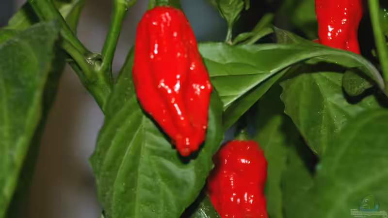 Blog: Chilis: Die schärfste Versuchung der Welt (6644)