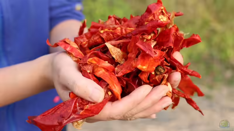 Blog: Chilis im eigenen Garten selbst anbauen (6633)