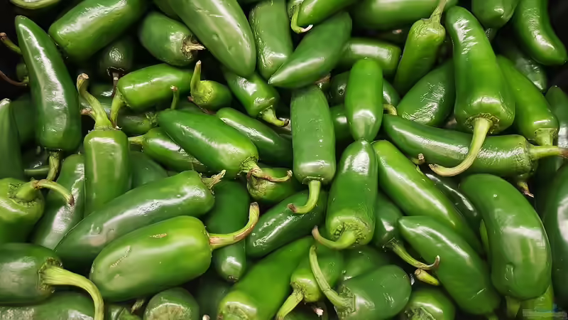 Blog: Chilis im eigenen Garten selbst anbauen (6633)