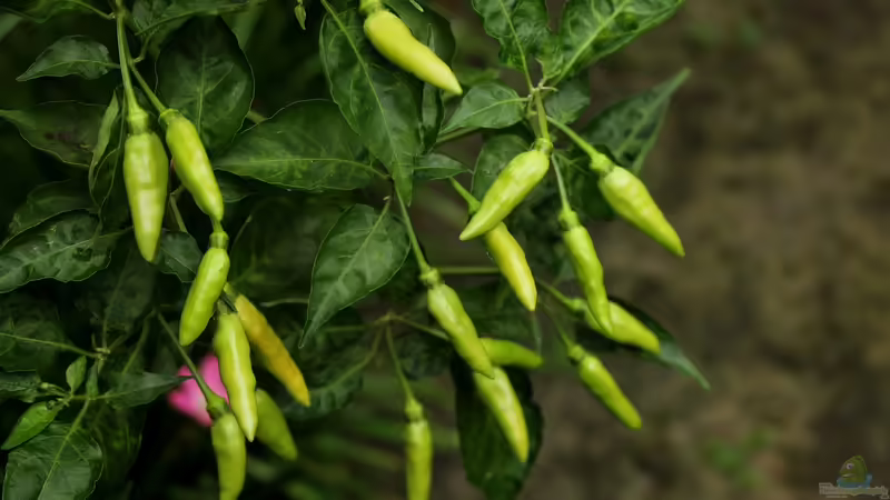 Blog: Chilis im eigenen Garten selbst anbauen (6633)