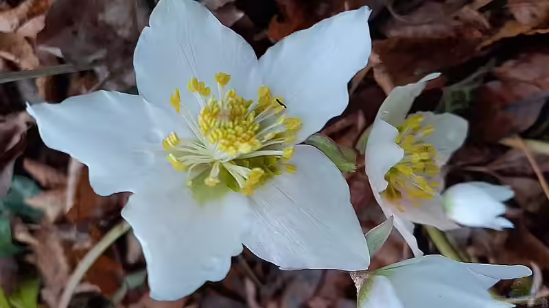 Blog: Christrosen - Jetzt pflanzen für Blütenpracht im Winter! (6533)