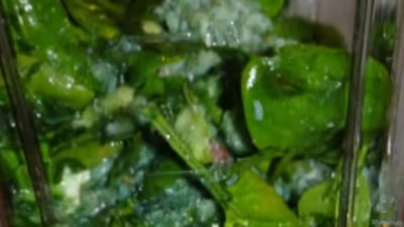 Blog: Cichlidenfutter-Rezept I (5566)