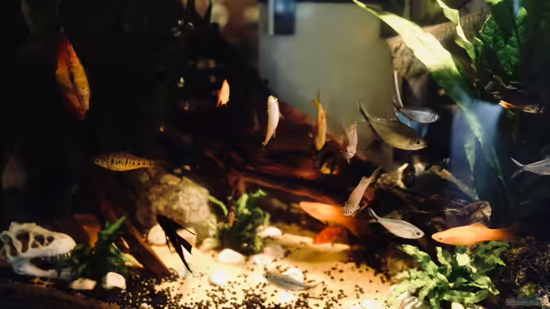 Blog: CO2-Fußabdruck eines Aquariums: Wie klimafreundlich ist das Hobby Aquaristik? (8009)