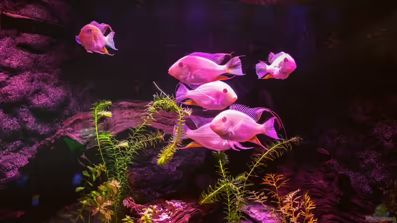 Blog: CO2-Fußabdruck eines Aquariums: Wie klimafreundlich ist das Hobby Aquaristik? (8009)