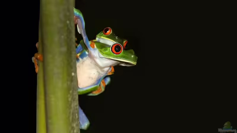 Blog: Costa Rica - Ein Paradies für Aquaristik- und Terraristikliebhaber (7633)