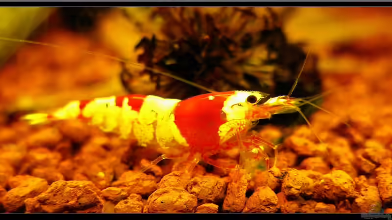 Blog: Crystal Red  - Eine Schönheit (2749)