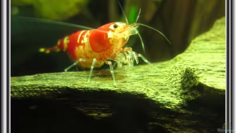 Blog: Crystal Red  - Eine Schönheit (2749)