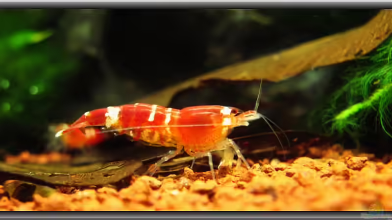 Blog: Crystal Red  - Eine Schönheit (2749)