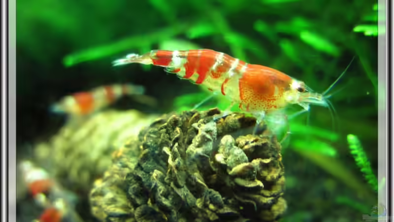 Blog: Crystal Red  - Eine Schönheit (2749)