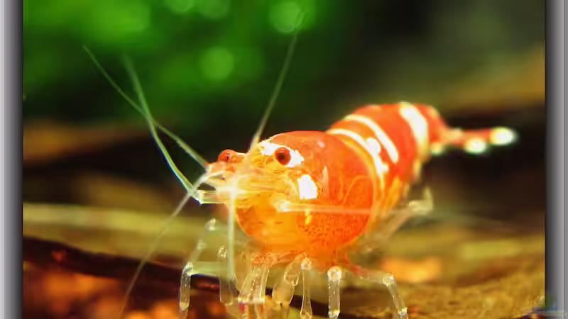 Blog: Crystal Red  - Eine Schönheit (2749)