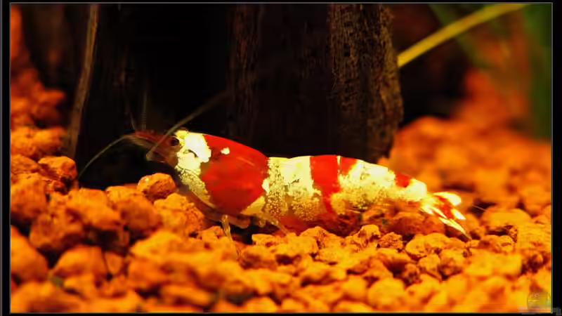Blog: Crystal Red  - Eine Schönheit (2749)