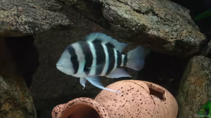Blog: Cyphotilapia frontosa und Cyphotilapia gibberosa: Das sind die Unterschiede (7380)