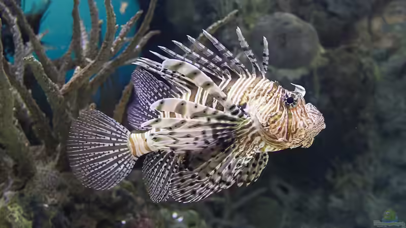 Blog: Darum solltest du keine Rotfeuerfische in deinem Meerwasseraquarium halten (7379)