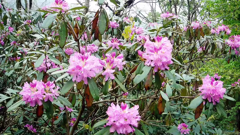 Blog: Darum solltest du Rhododendron ponticum nicht im Garten pflanzen (7750)