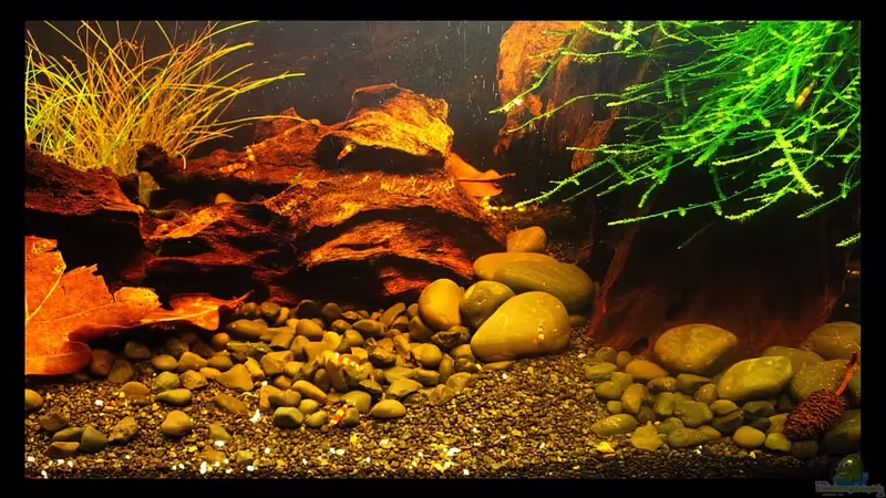 Blog: Das Aquarium für Zwerggarnelen der kleine Ratgeber ! (3155)