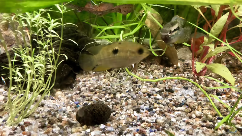 Blog: Das Aquarium im Urlaub (5351)