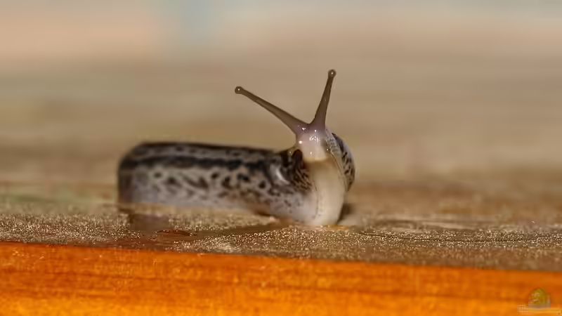 Blog: Das faszinierende Leben der Tigerschnecke im Terrarium: Ein buntes Abenteuer unter der Schale (6071)