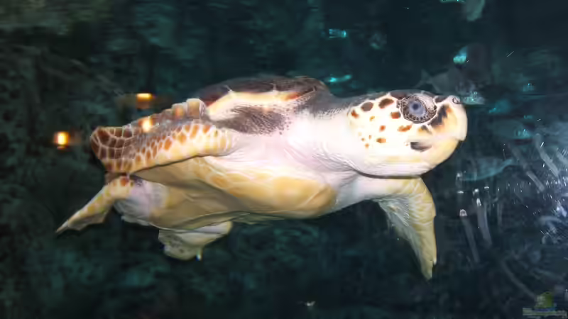Blog: Das größte Aquarium der Welt: Georgia Aquarium (5590)