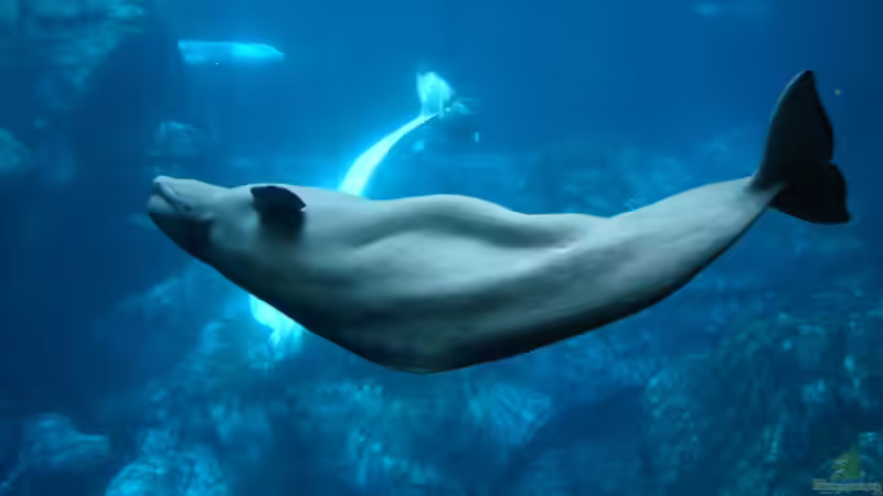 Blog: Das größte Aquarium der Welt: Georgia Aquarium (5590)