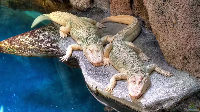 Blog: Das größte Aquarium der Welt: Georgia Aquarium (5590)