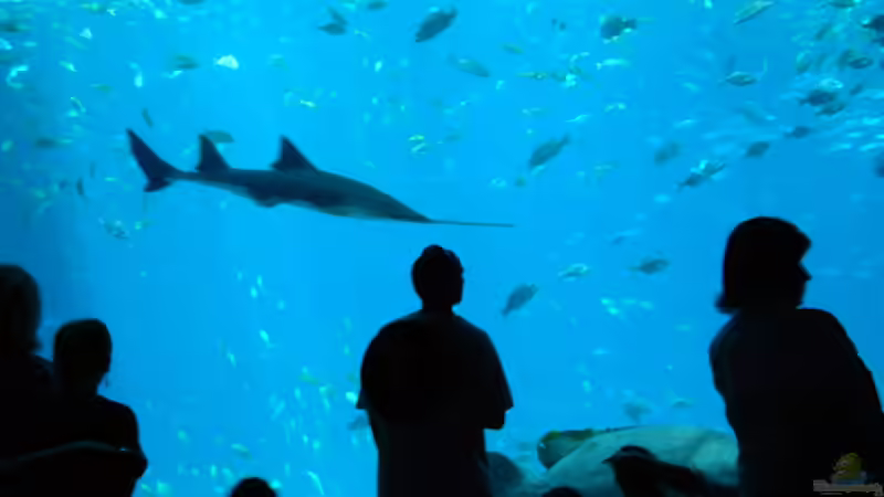 Blog: Das größte Aquarium der Welt: Georgia Aquarium (5590)