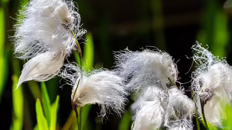 Blog: Das Grün rund um den Gartenteich: Diese Pflanzen solltest du unbedingt vermeiden (7377)