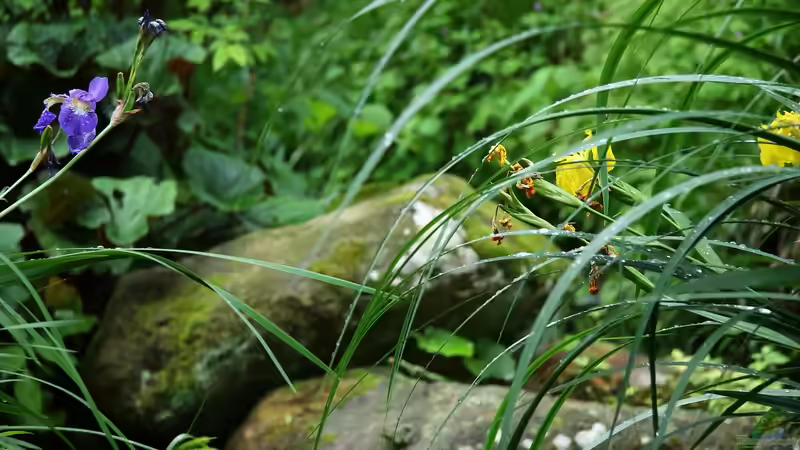 Blog: Das Grün rund um den Gartenteich: Diese Pflanzen solltest du unbedingt vermeiden (7377)