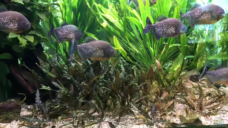 Blog: Das Haus der Natur in Salzburg Teil 2 - Aquarien und Informationen (5356)