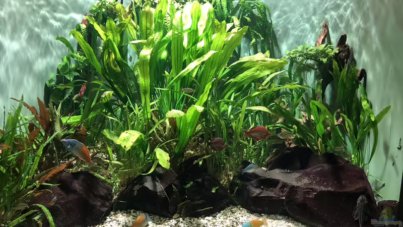 Blog: Das Haus der Natur in Salzburg Teil 2 - Aquarien und Informationen (5356)