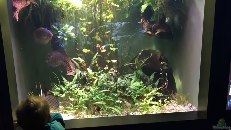 Blog: Das Haus der Natur in Salzburg Teil 2 - Aquarien und Informationen (5356)