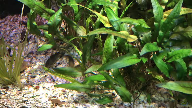 Blog: Das Haus der Natur in Salzburg Teil 2 - Aquarien und Informationen (5356)
