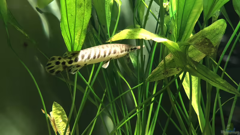 Blog: Das Haus der Natur in Salzburg Teil 2 - Aquarien und Informationen (5356)