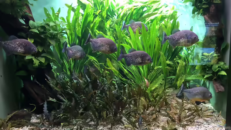 Blog: Das Haus der Natur in Salzburg Teil 2 - Aquarien und Informationen (5356)