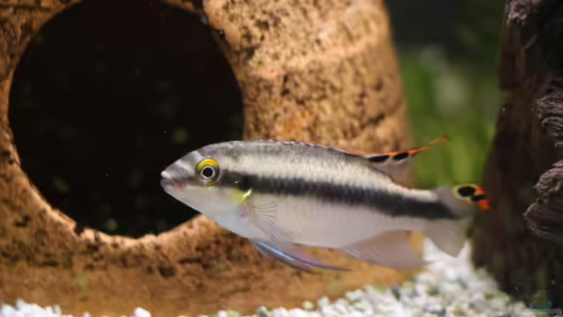 Blog: Das Immunsystem von Zierfischen: So kannst du es stärken (7372)