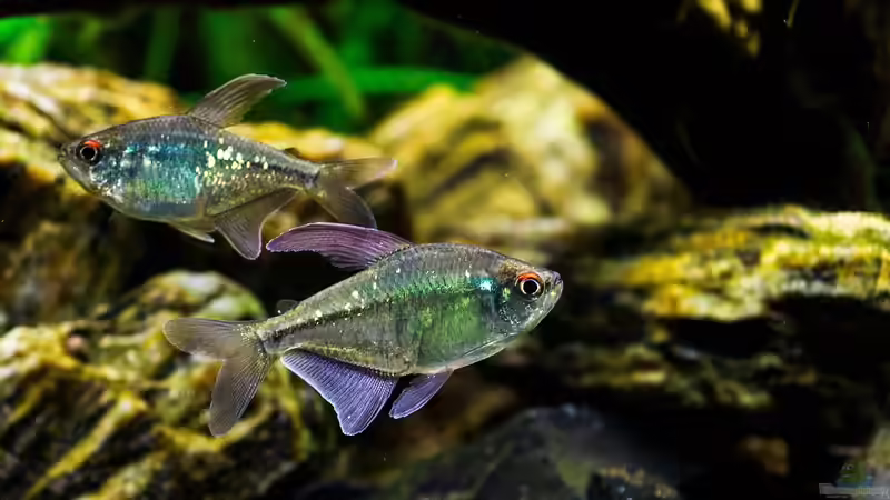 Blog: Das Immunsystem von Zierfischen: So kannst du es stärken (7372)